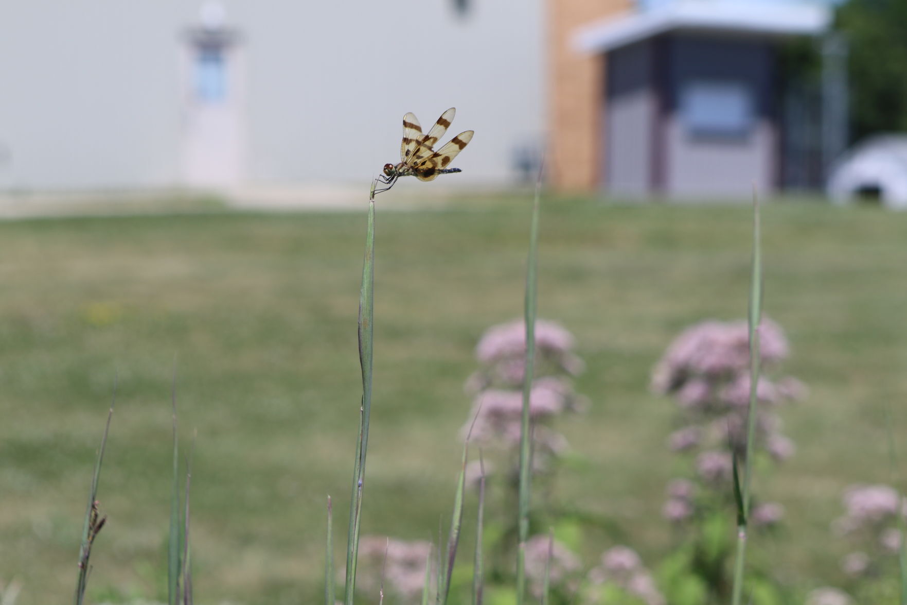 Dragonfly